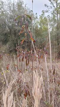 Image de Cornus asperifolia Michx.