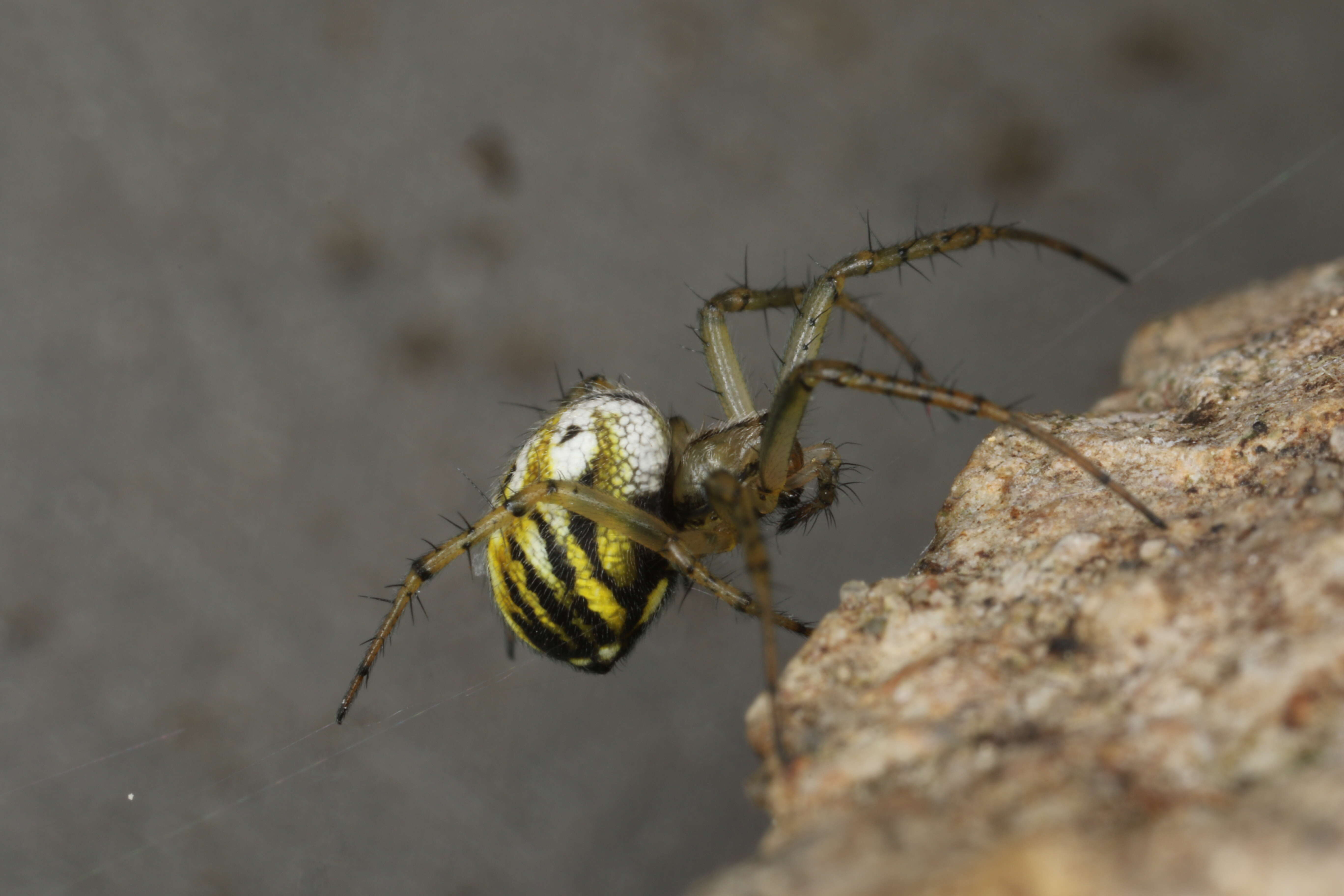 Image of Mangora acalypha (Walckenaer 1802)