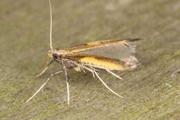 Image of Azalea leafminer