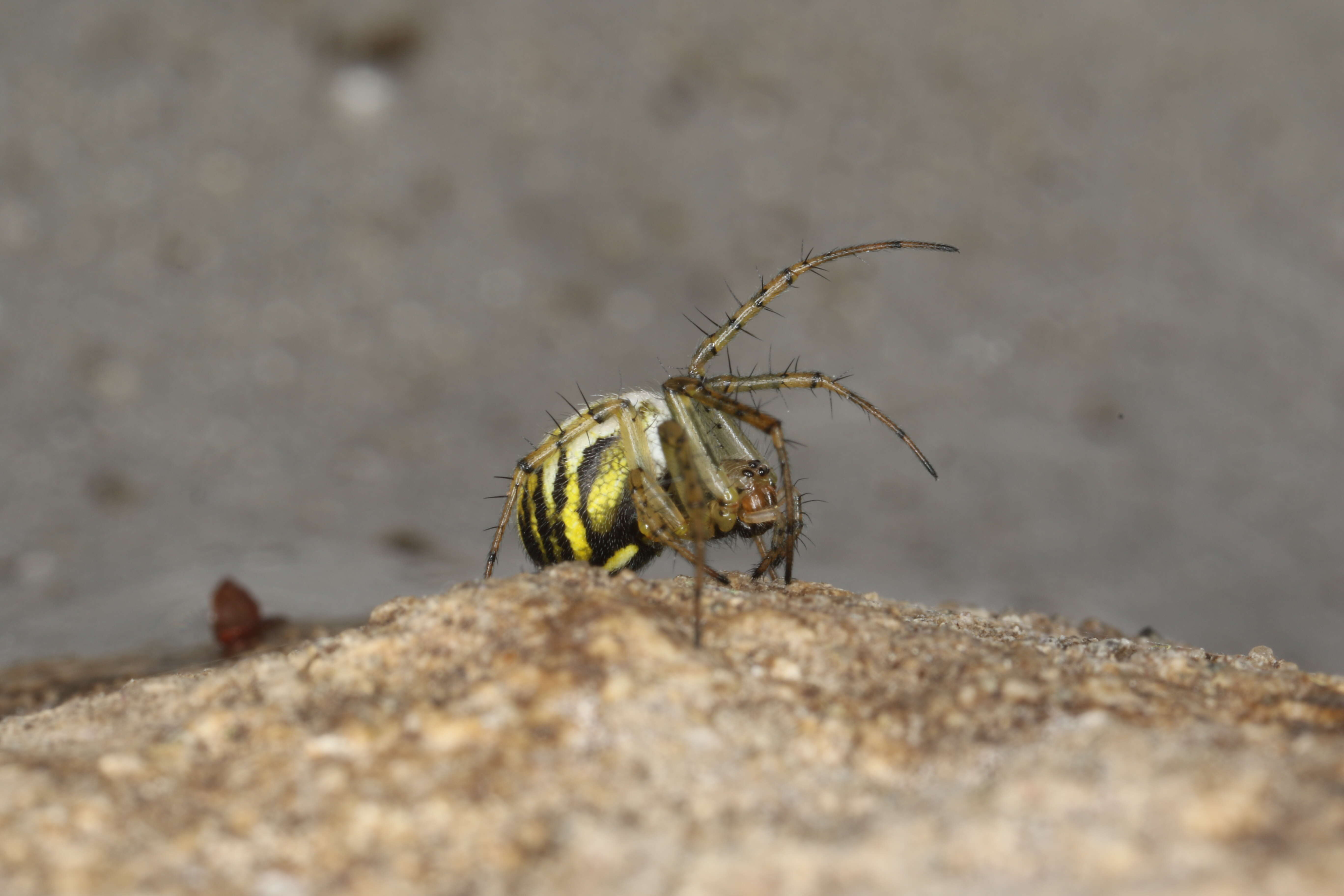 Image of Mangora acalypha (Walckenaer 1802)