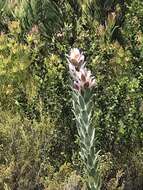 Image of Leucadendron nervosum Phillips & Hutchinson