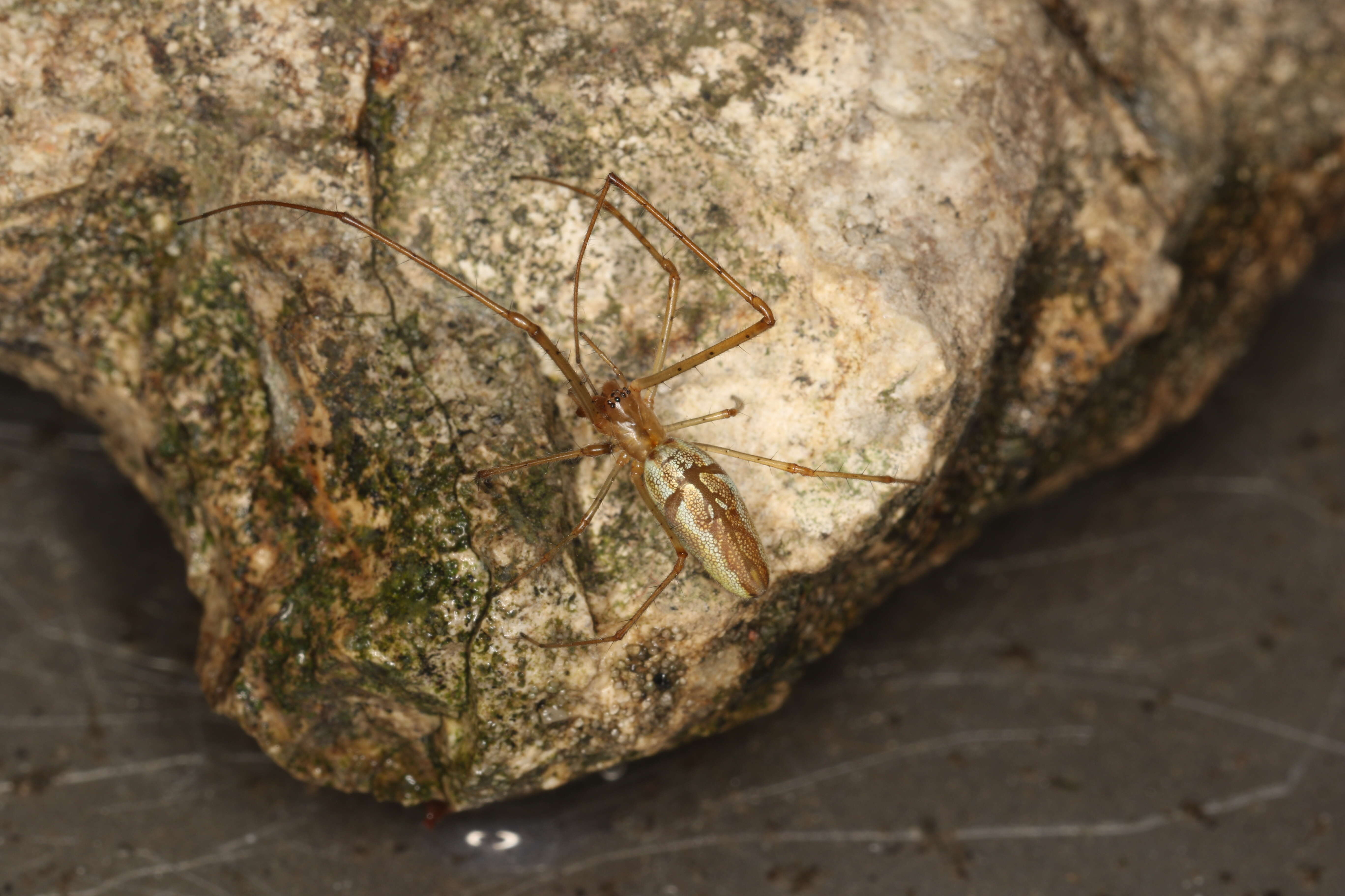 Image of Tetragnatha montana Simon 1874