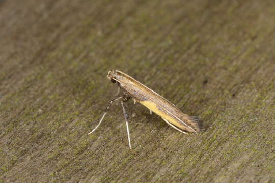 Image of Azalea leafminer