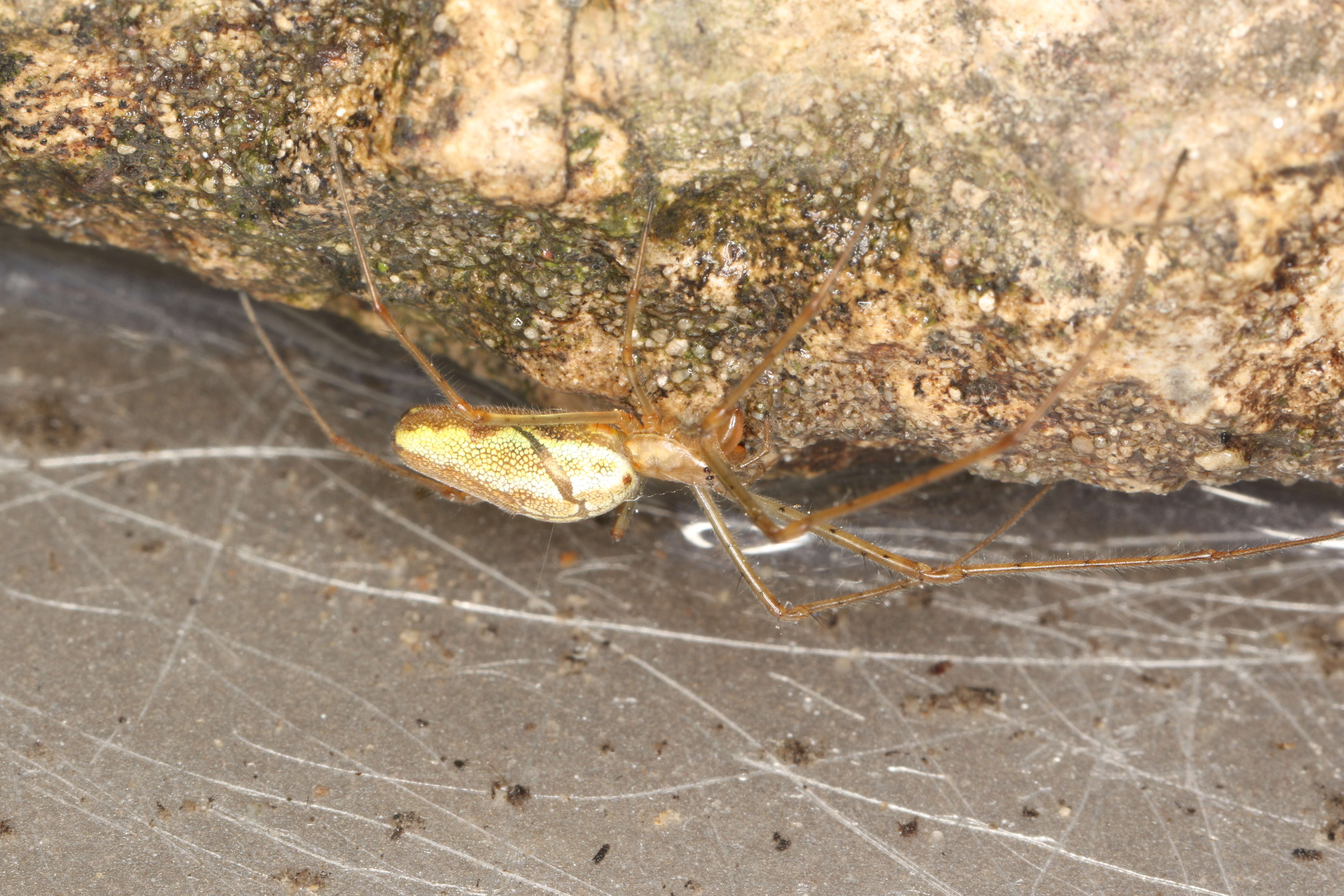 Image of Tetragnatha montana Simon 1874