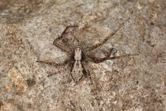 Image of Philodromus aureolus (Clerck 1757)