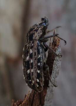 Image of Mitophyllus arcuatus Holloway 2007