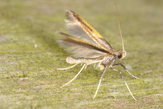 Image of Azalea leafminer