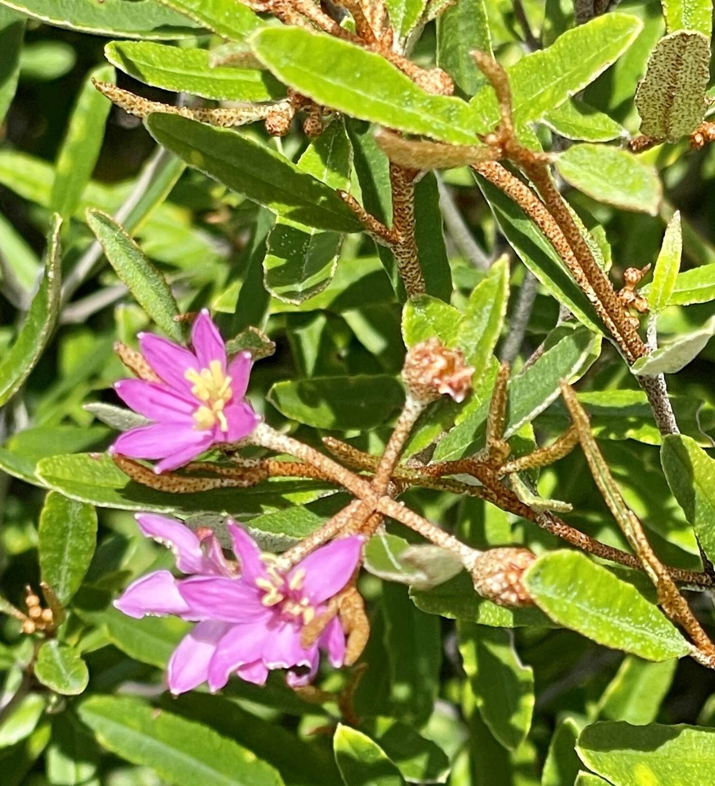 Image of Phebalium nottii (F. Müll.) F. M. Bailey