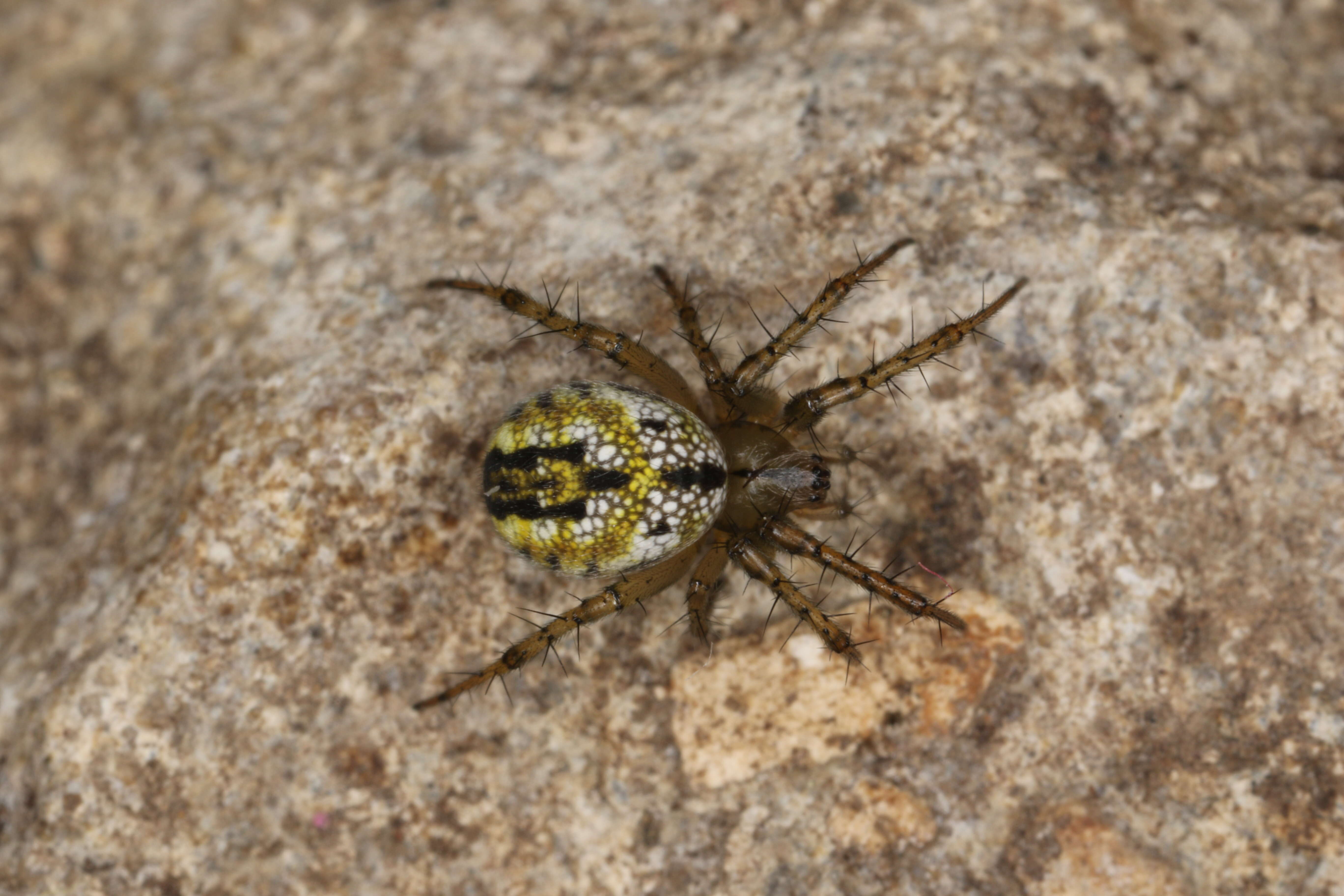 Image of Mangora acalypha (Walckenaer 1802)