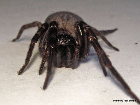 Image of Desid spider