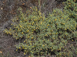 Image of Hermannia lavandulifolia L.