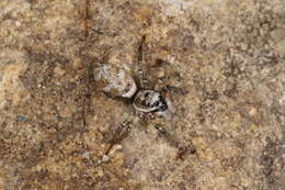 Image of Zebra spider