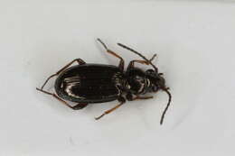 Image of Carabidae