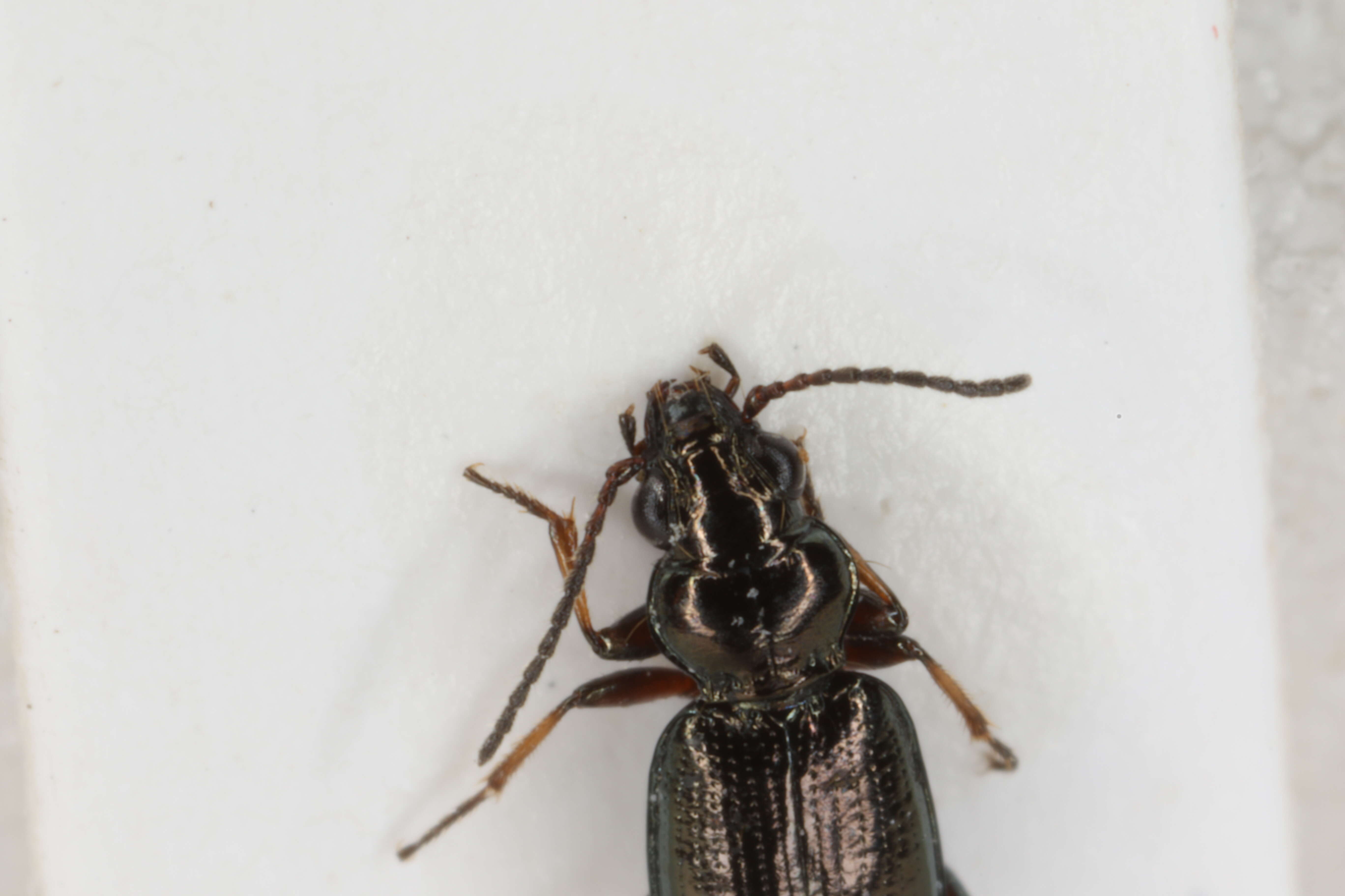 Image of Carabidae