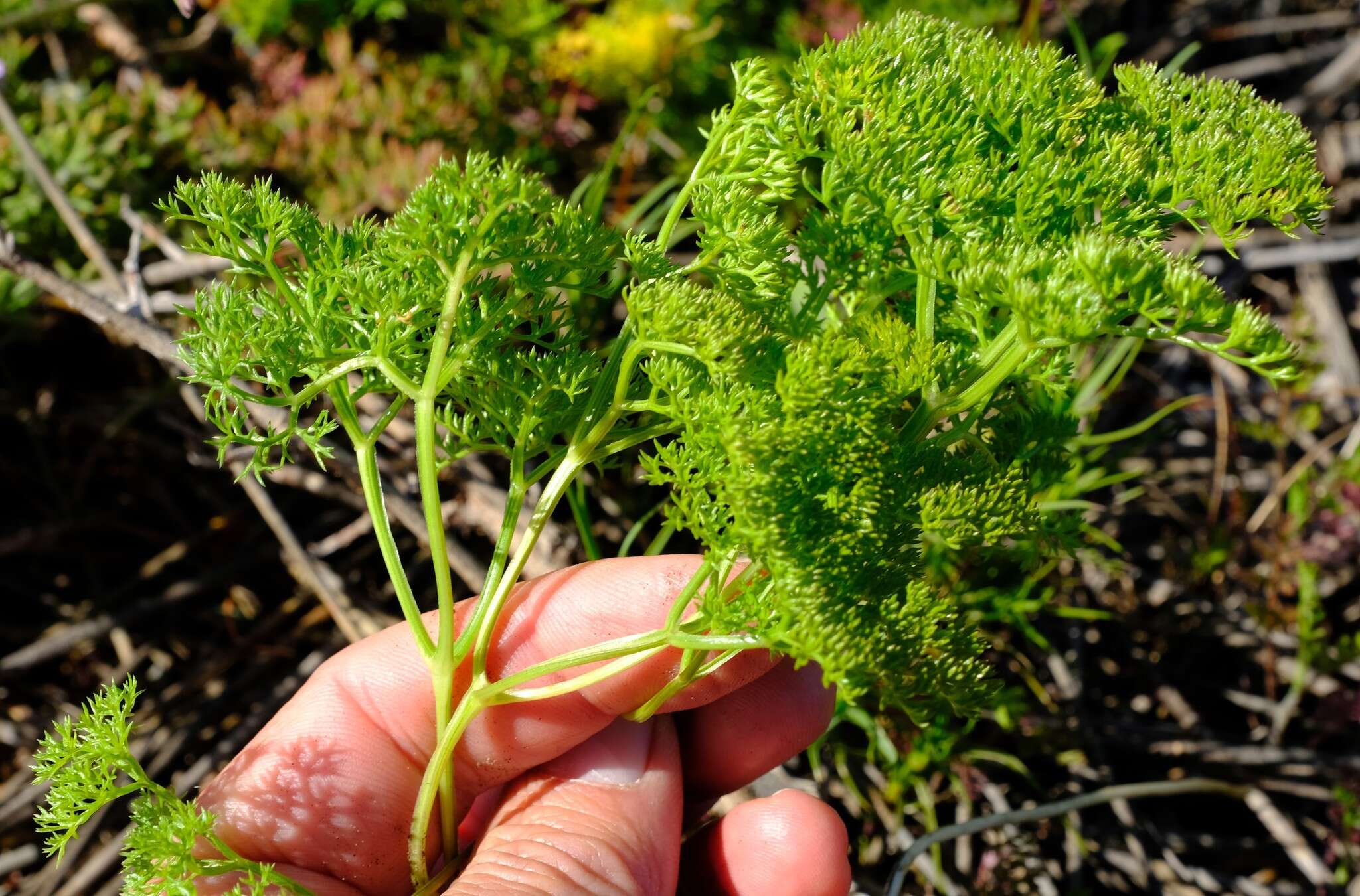 Image of Annesorhiza macrocarpa Eckl. & Zeyh.