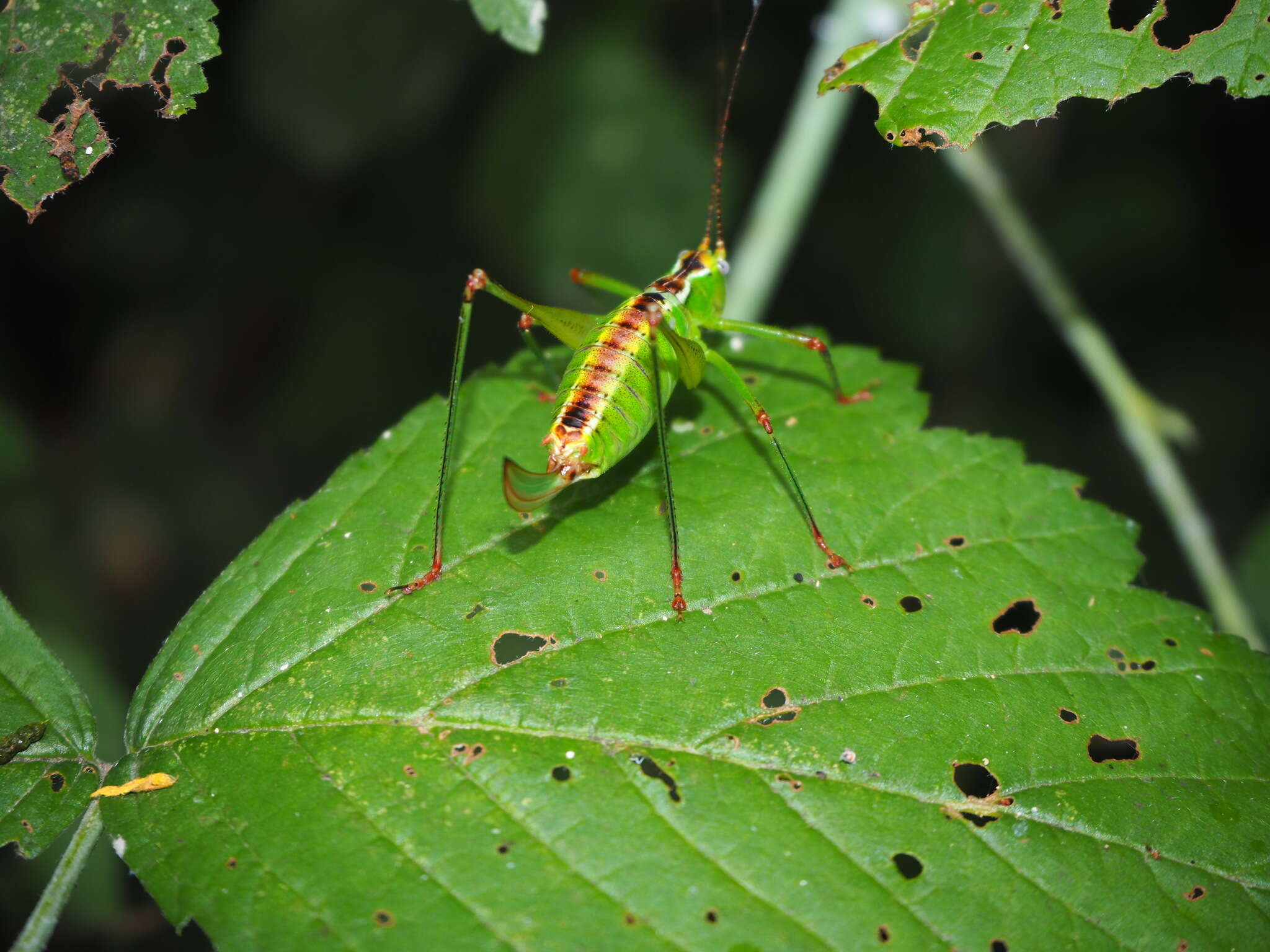 Image of Andreiniimon nuptialis (Karny 1918)