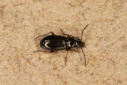 Image of Carabidae