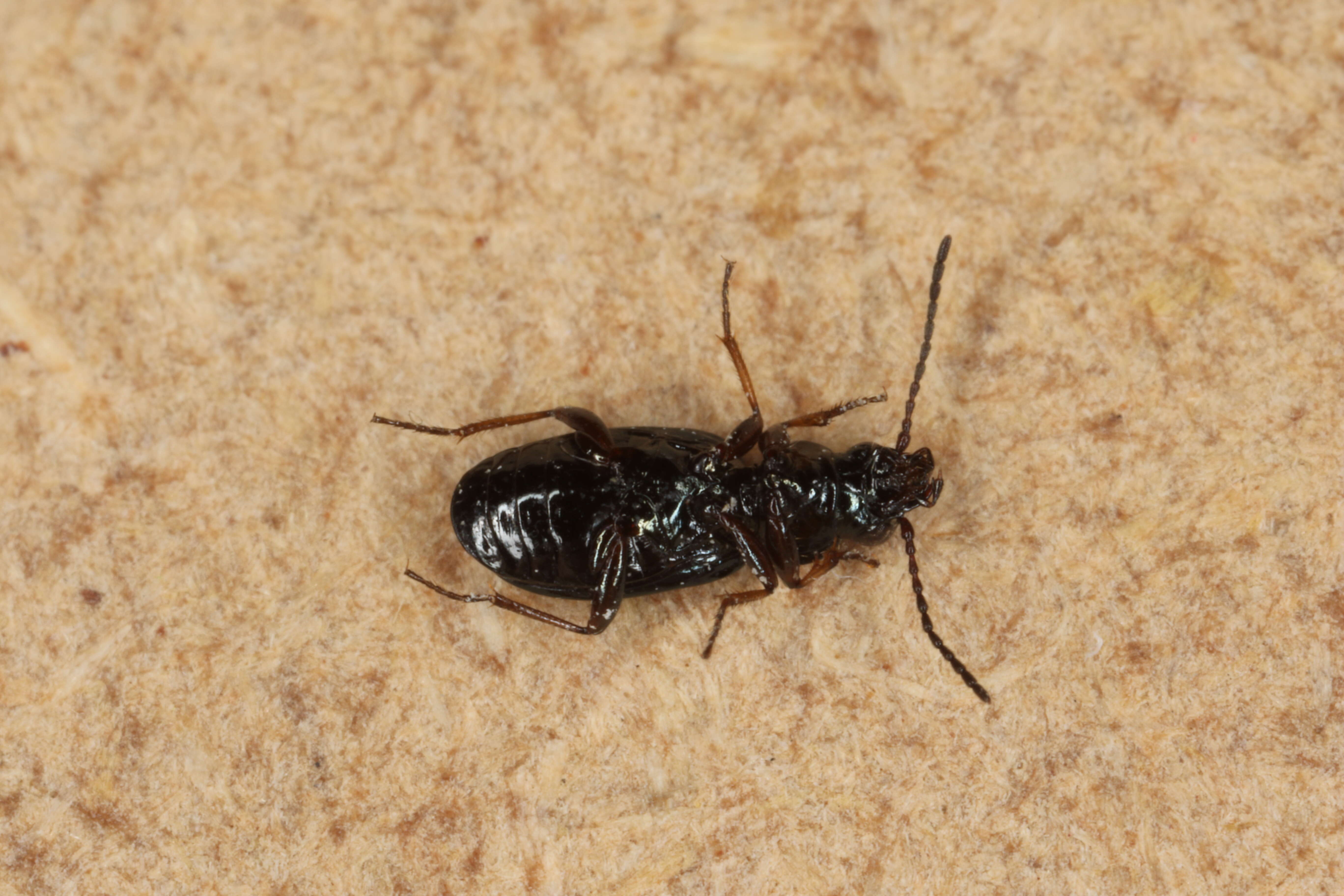 Image of Carabidae