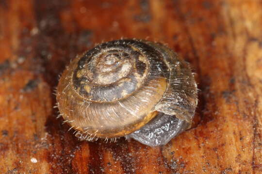 Image of Hairy Snail