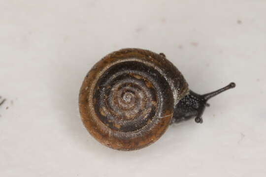 Image of Hairy Snail