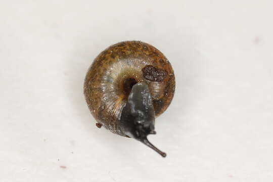 Image of Hairy Snail