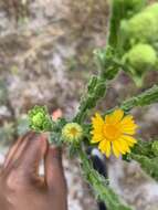 Image of Chrysopsis floridana var. highlandsensis (De Laney & Wunderlin) D. B. Ward