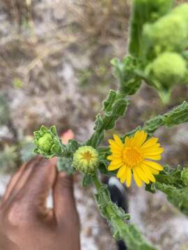 Image of Chrysopsis floridana var. highlandsensis (De Laney & Wunderlin) D. B. Ward