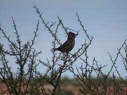 Image of White-throated Cacholote