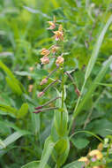 Epipactis thunbergii A. Gray resmi