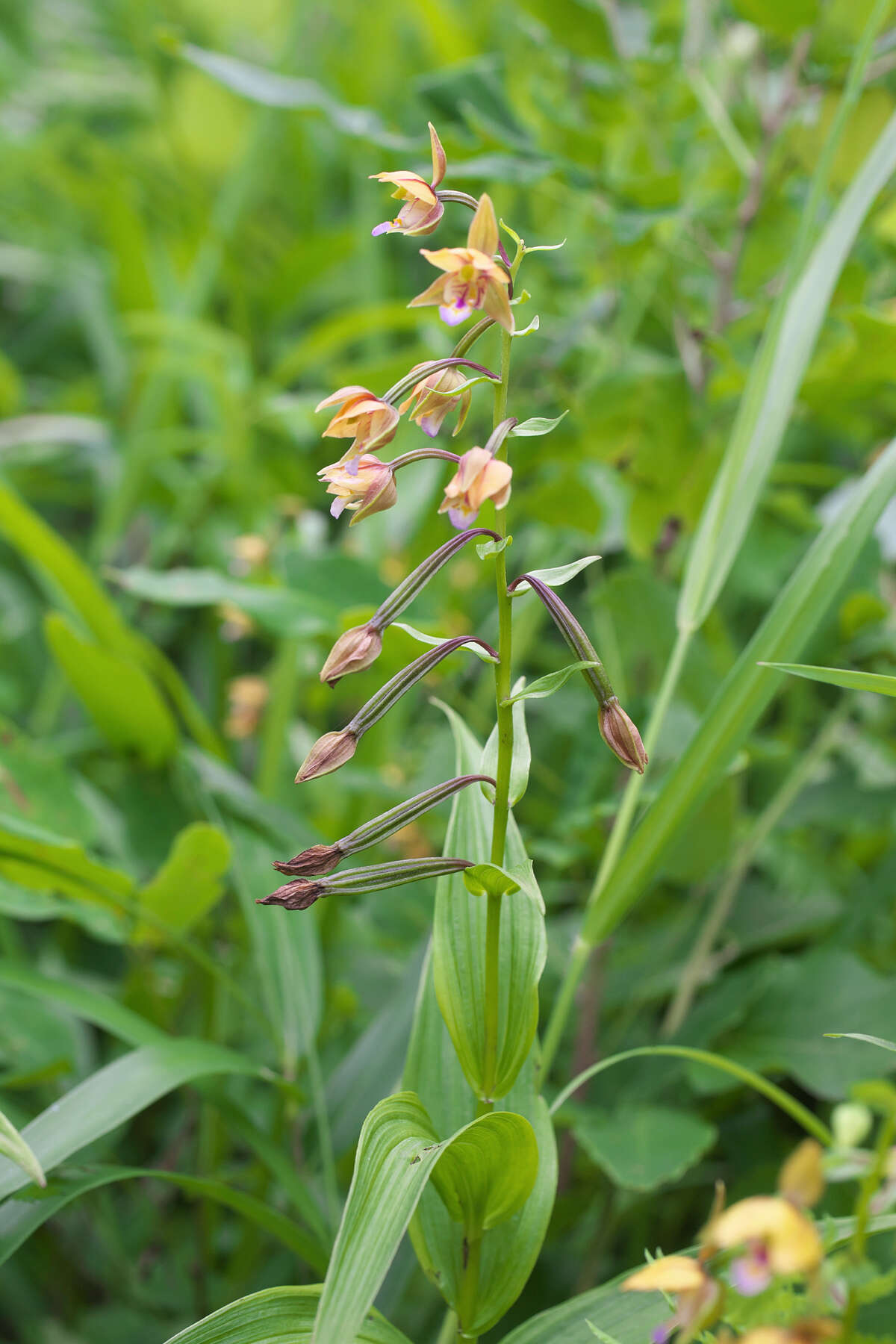 Epipactis thunbergii A. Gray resmi