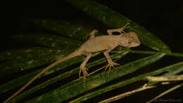 Image of Ihering's fathead anole