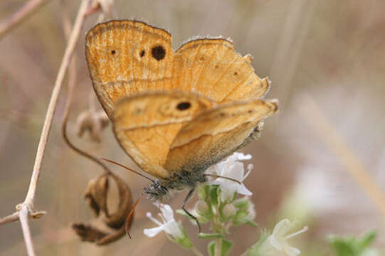 Image of Coenonympha saadi Kollar 1848