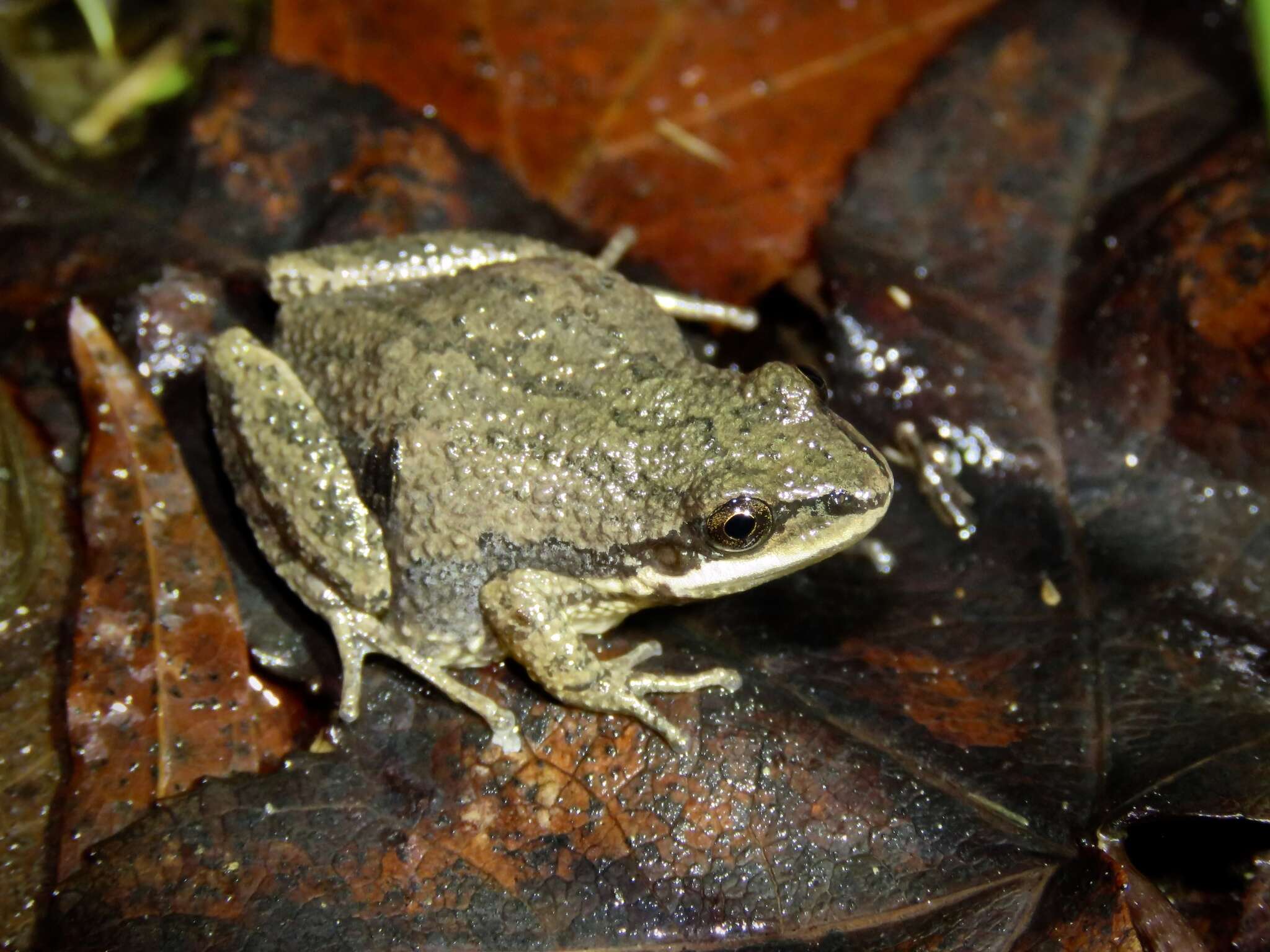 Image de Pseudacris feriarum (Baird 1854)