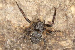 Image of Walnut Orb-Weaver Spider