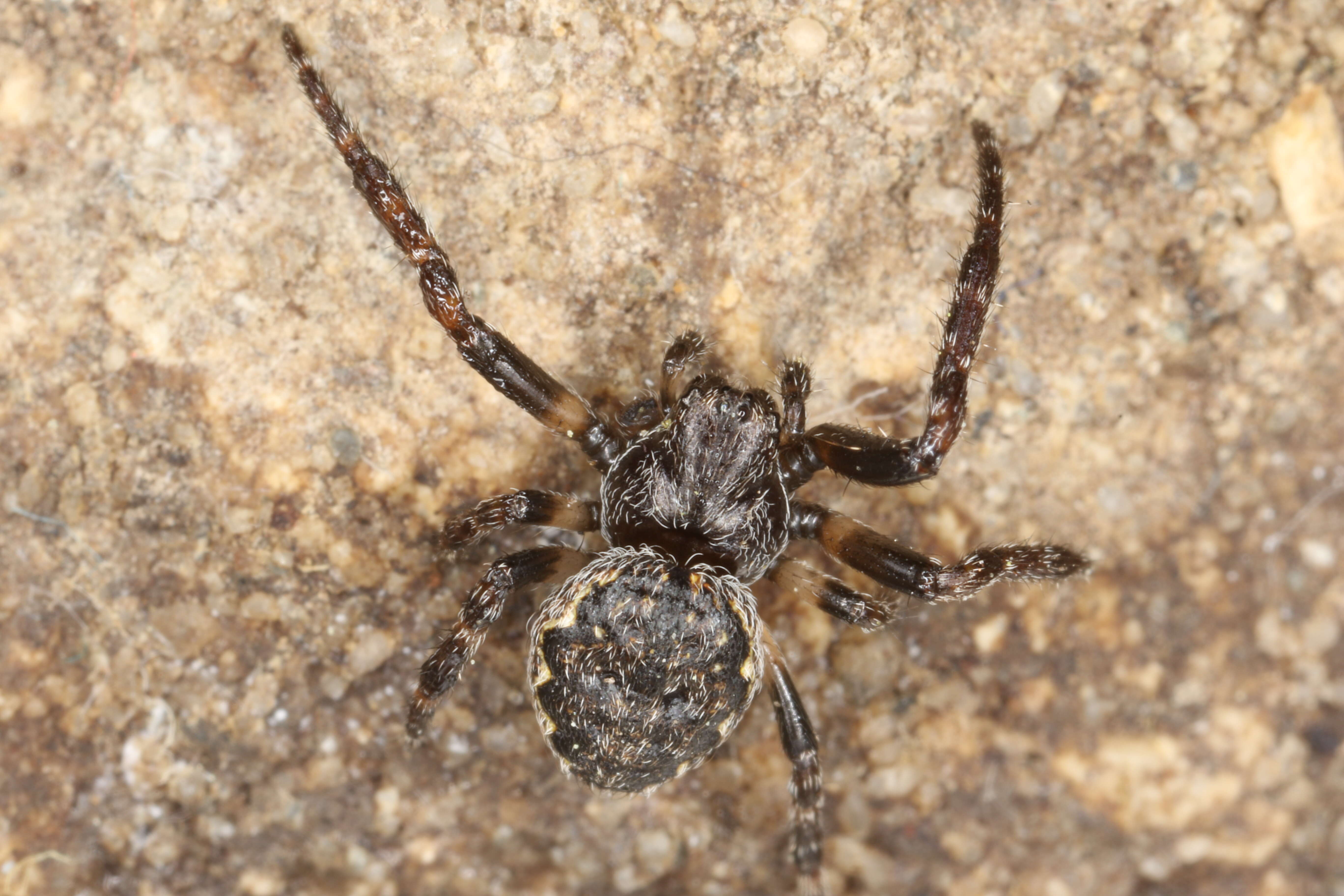 Image of Walnut Orb-Weaver Spider