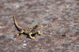 Image of Saltpan Ground-dragon