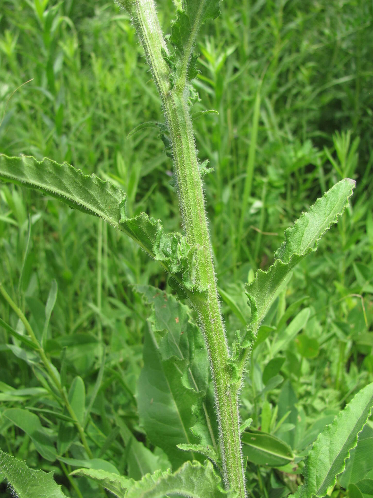 Image of Campanula sibirica subsp. elatior (Fomin) Fed.
