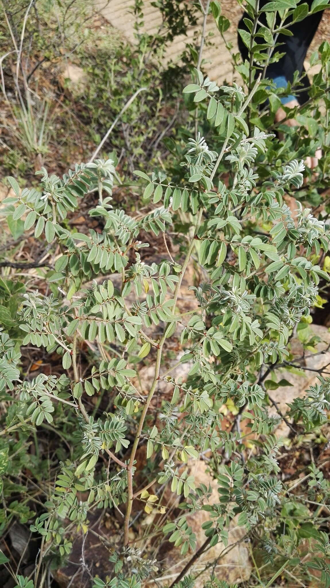 Indigofera melanadenia Harv.的圖片