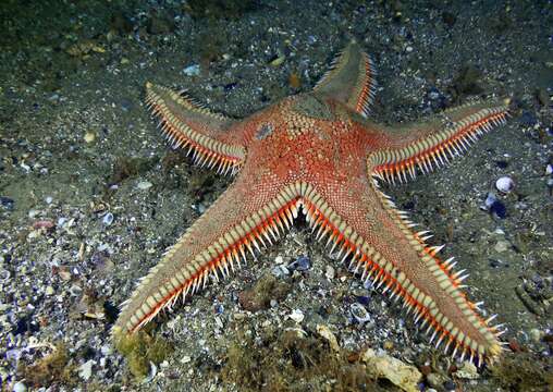 Imagem de Astropecten aranciacus (Linnaeus 1758)