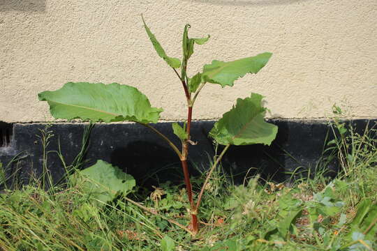 Imagem de Rumex obtusifolius L.