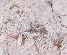 Image of Habronattus amicus (Peckham & Peckham 1909)