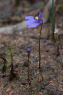 Image of Utricularia beaugleholei R. J. Gassin