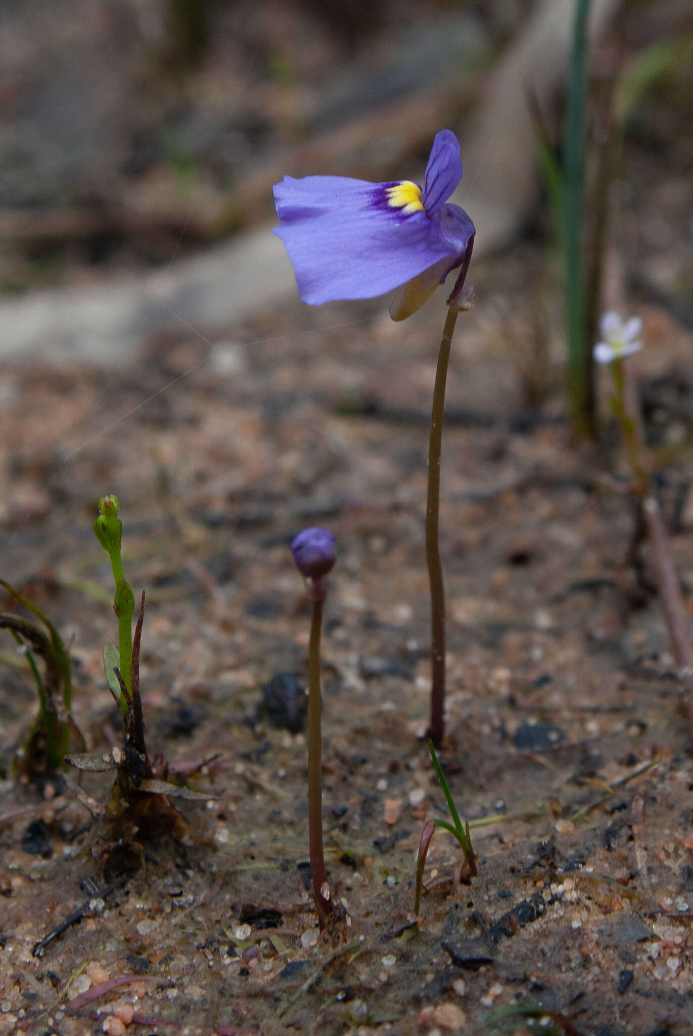 Image of Utricularia beaugleholei R. J. Gassin