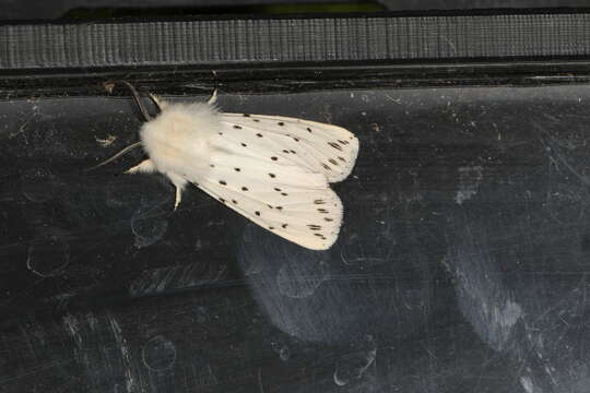 Image of white ermine