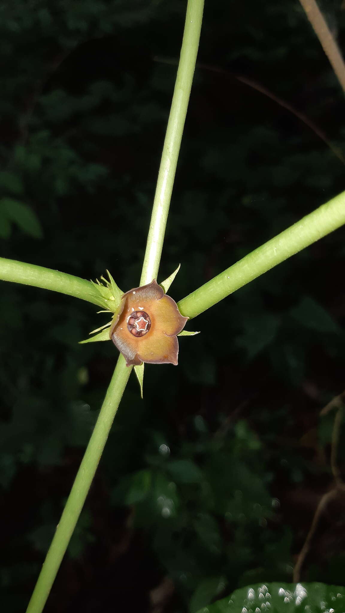 Image de Matelea cyclophylla (Standl.) R. F. Woodson