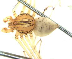 Image of Scytodes nambiussu Rheims & Brescovit 2006