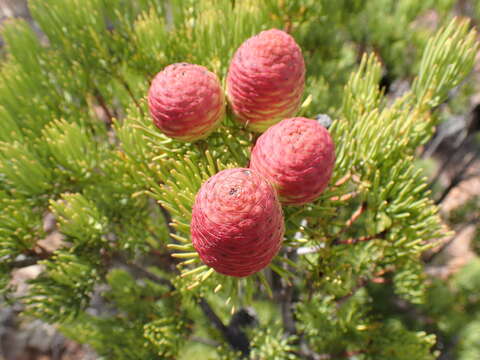 Image of Leucadendron nobile I. Williams