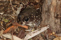 Image of Western Spotted Frog