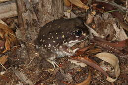 Image of Western Spotted Frog