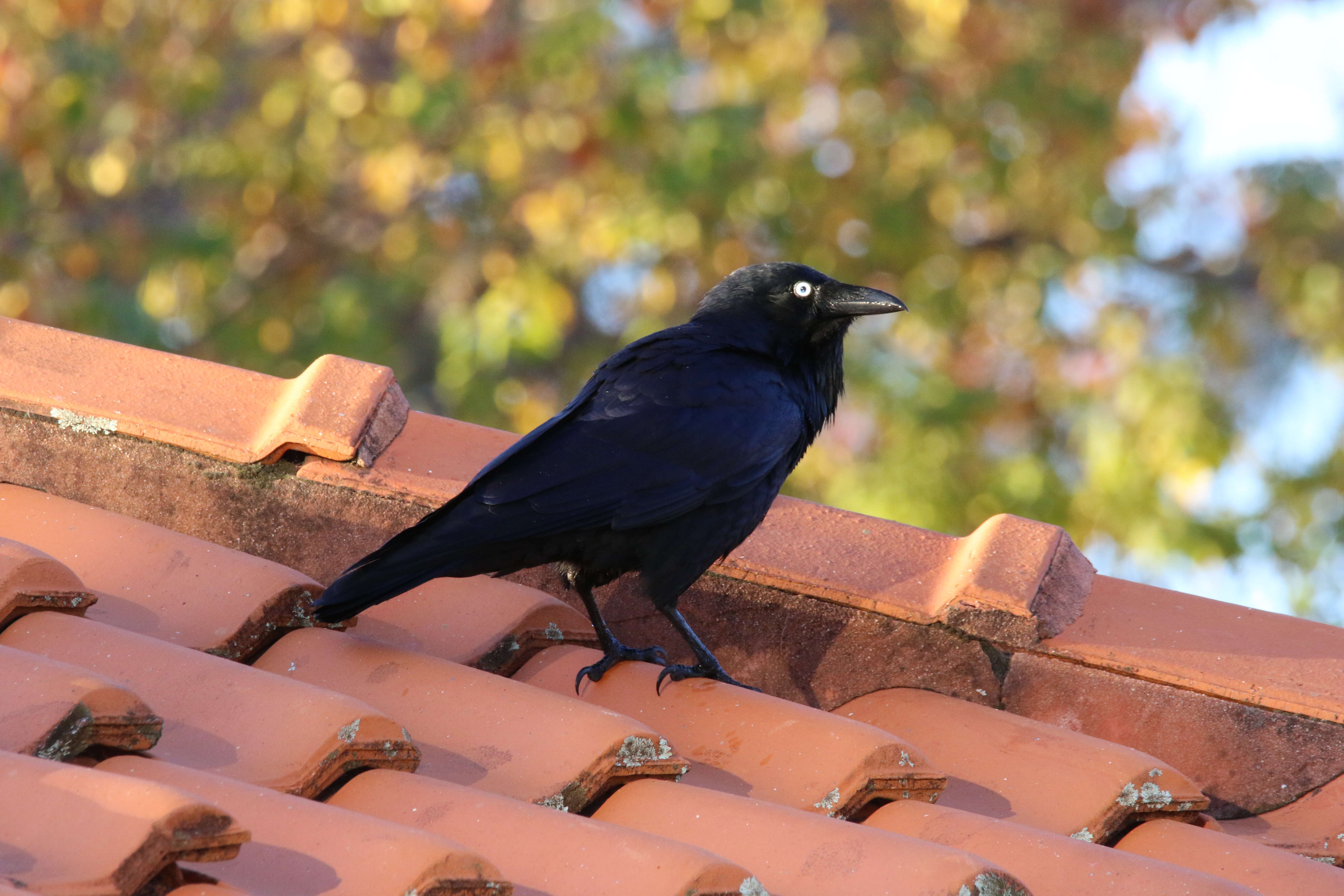 Imagem de Corvus coronoides Vigors & Horsfield 1827